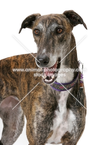 brindle and white Greyhound, Australian Champion