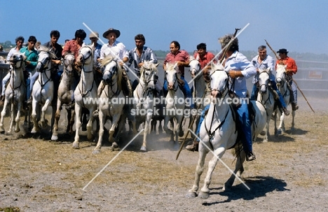gardiens riding camargue ponies escorting bull to games, camargue 