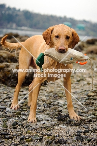 Labrador Retriever retrieving dummy duck