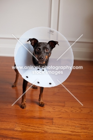 Miniature Pinscher in elizabethan collar