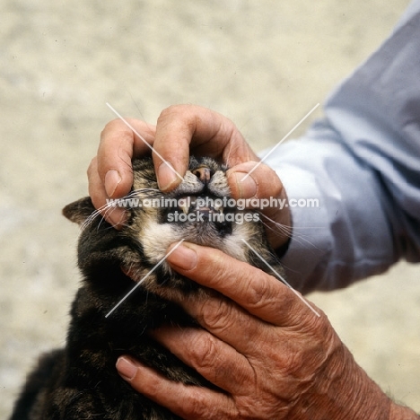 checking a cat's teeth