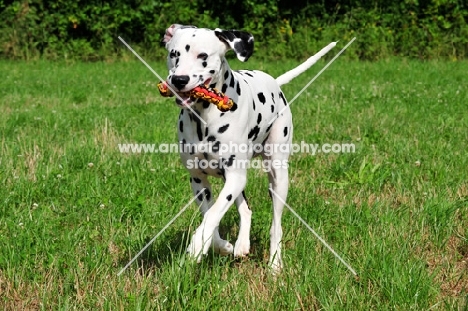 black spotted Dalmatian with dummy