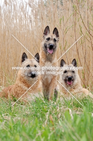 three Laekenois dogs (Belgian Shepherds)