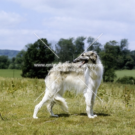 borzoi standing in a field