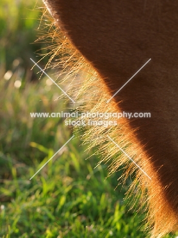 hairs on a Suffolk Punch