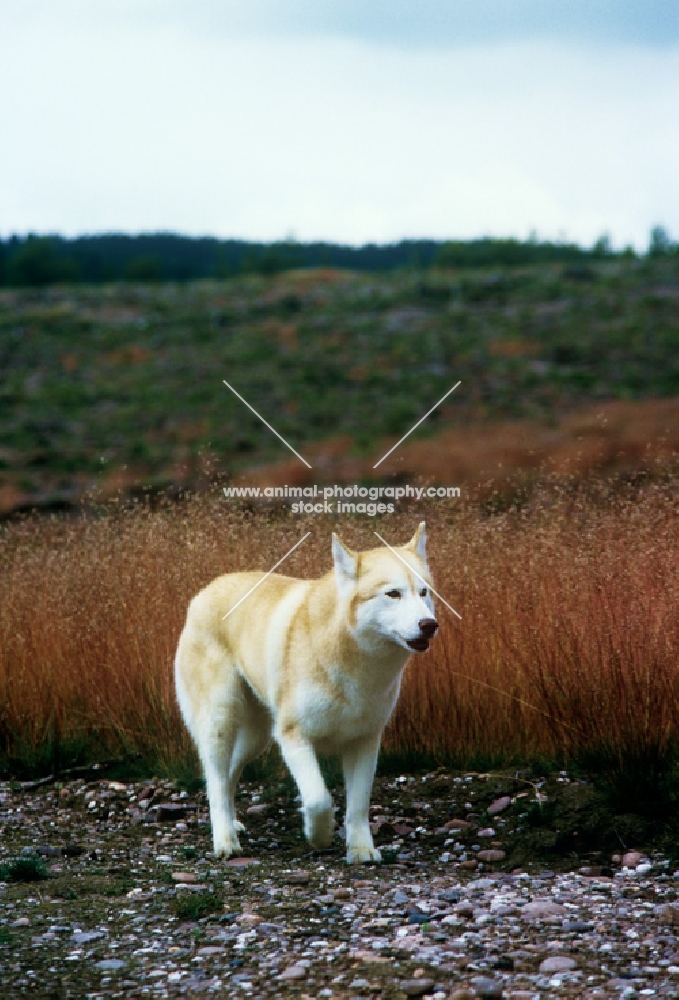 ch forstal's noushka, siberian husky walking towards camera on cannock chase