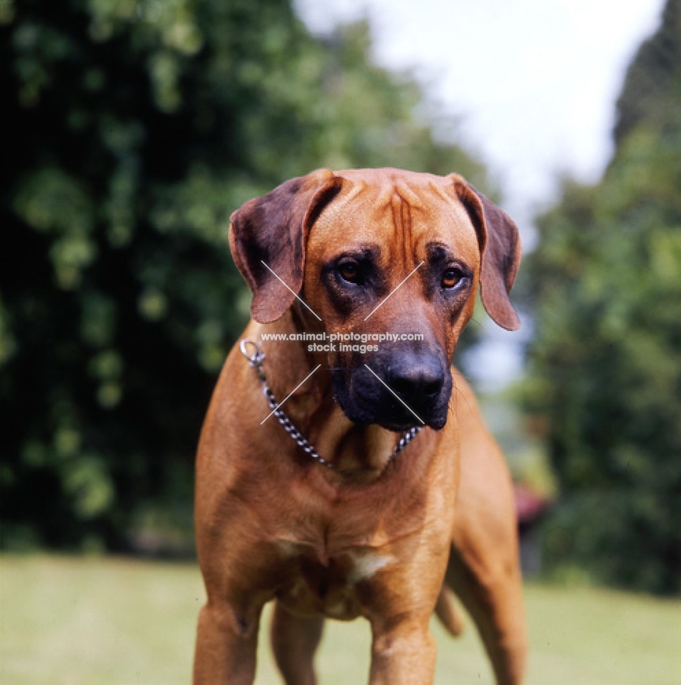 rhodesian ridgeback with choke chain looking down at camera