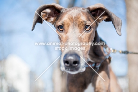 Portrait of a Greyhound x Great Dane.