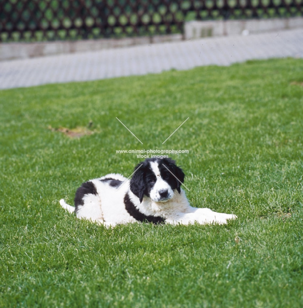 Landseer Newfoundland puppy