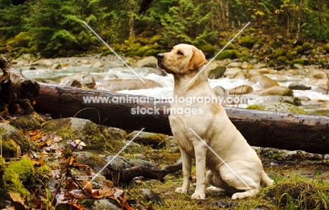 yellow Labrador Retriever, side view