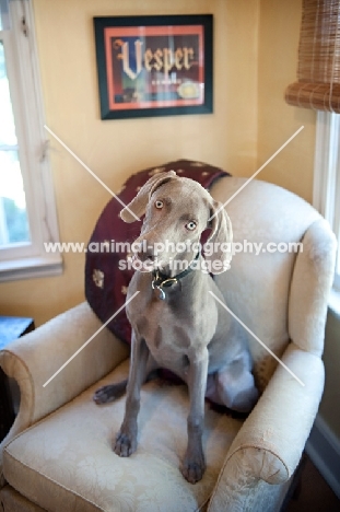 weimaraner sitting in chair with head tilted