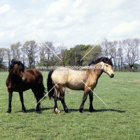 welsh cob (section d) filly & colt