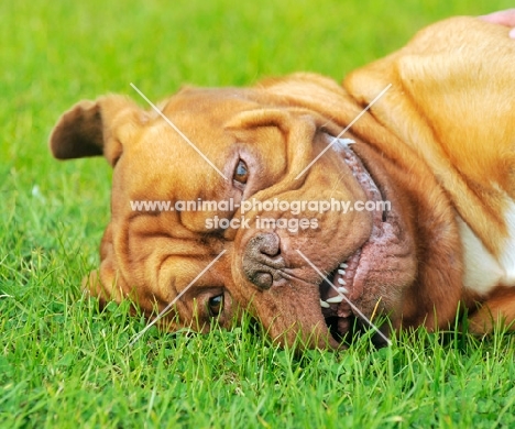 Dogue de Bordeaux lying on grass
