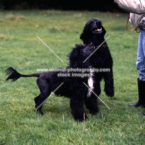 two portuguese water dogs looking up at owner