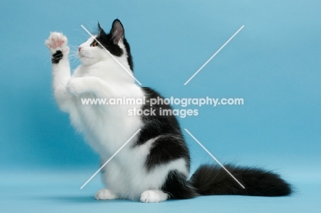 black and white Norwegian Forest cat, reaching