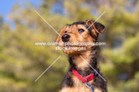 cute Airedale puppy portrait