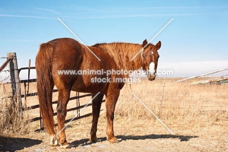 Morgan Horse near fence