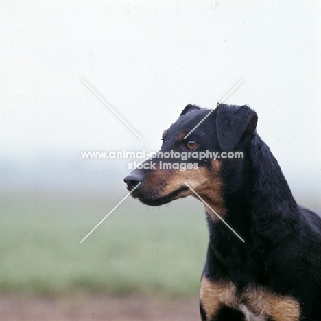 german hunt terrier, ethel vom alderhorst, portrait