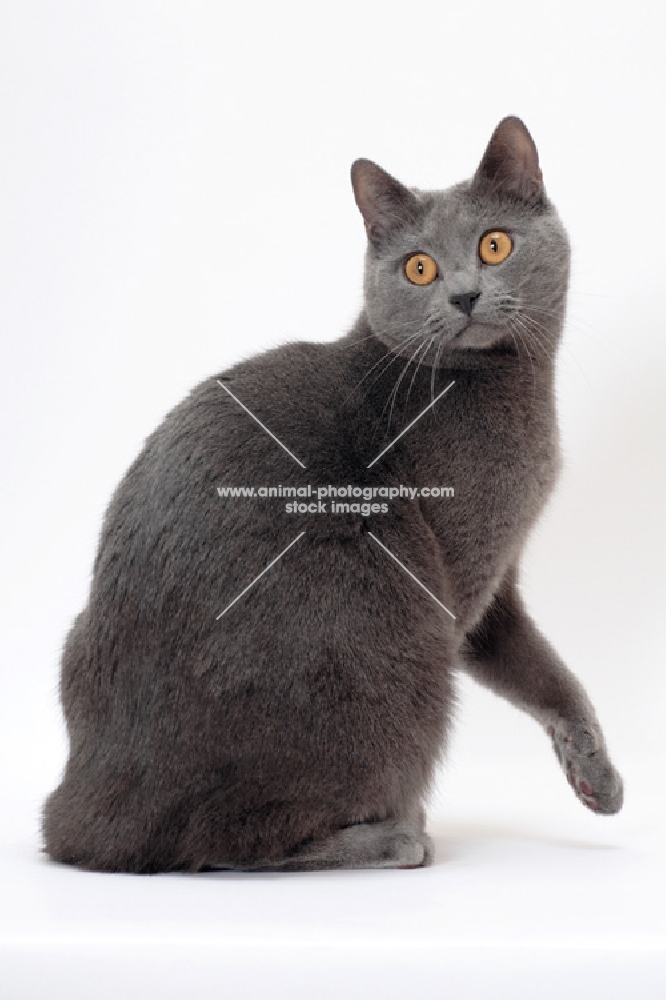 Chartreux cat on white background, one leg up