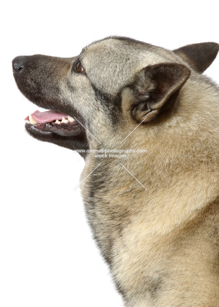 Norwegian Elkhound looking ahead on white background