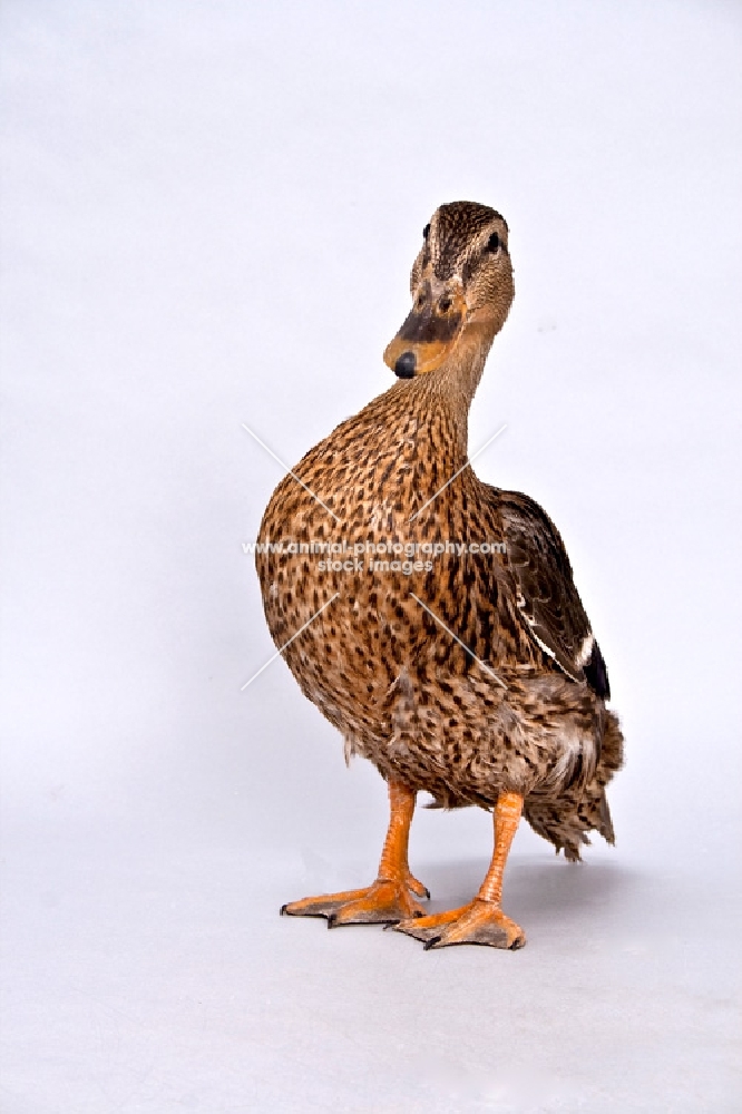 Mallard Hen Duck in Studio