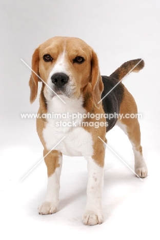 American & Canadian Champion Beagle in studio