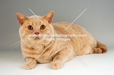 cream british shorthair cat on grey background