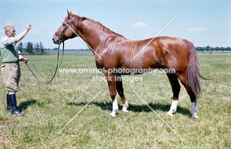 wielkopolska stallion with handler