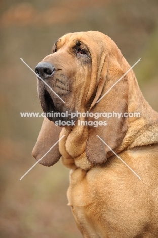 Bloodhound portrait