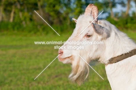 handsome white Saanen Billy goat