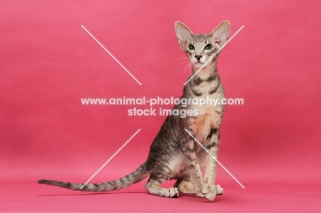 Oriental Shorthair on pink background, blue mackerel tabby 