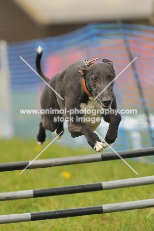 Greyhound jumping over hurdle