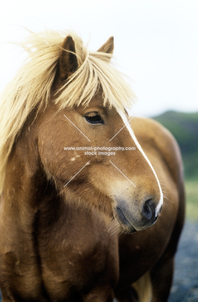 palomino coloured iceland  stallion