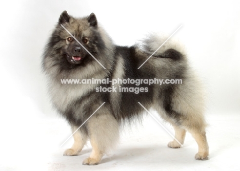 Silver Grey Australian Champion Keeshond