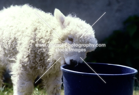 grey face dartmoor lamb nibbling the edge of a bucket