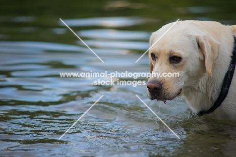 Yellow labrador in the water