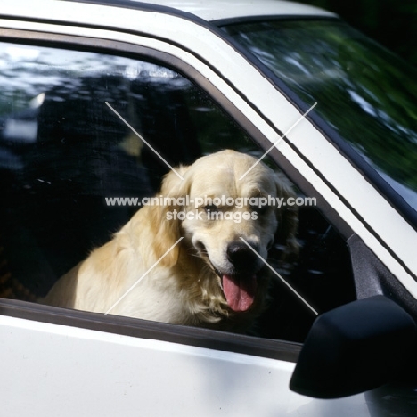 golden retriever shut in a hot car, posed by a model
