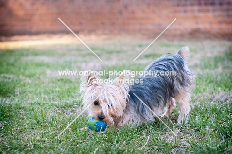 yorkshire terrier play bowing with toy in mouth