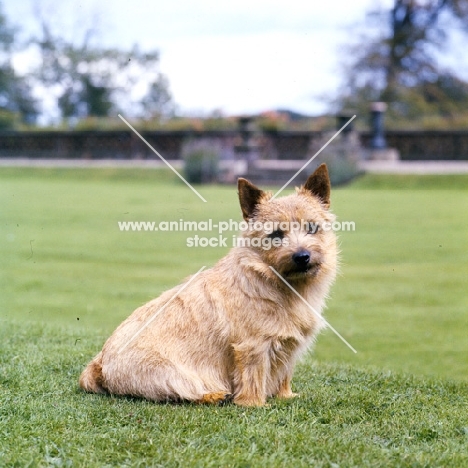 champion norwich terrier sitting on a lawn