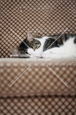 cat asleep on couch