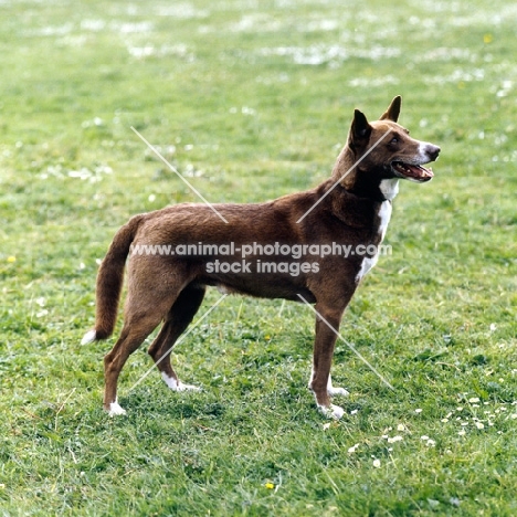 joshua of grey mesa, canaan dog 