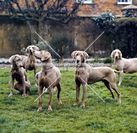 five weimaraners