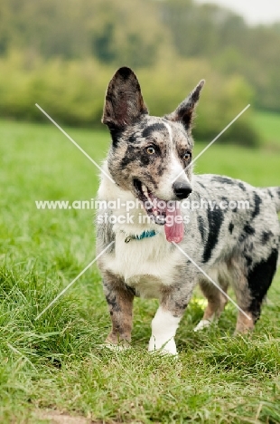 Cardigan Corgi in field