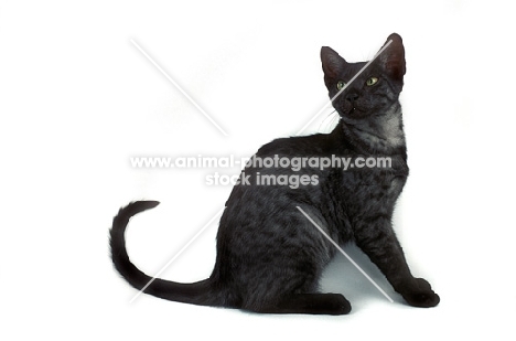black smoke Egyptian Mau cat sitting on white background