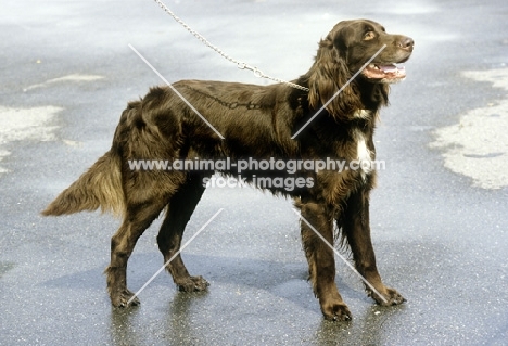 german longhaired pointer standing on paving