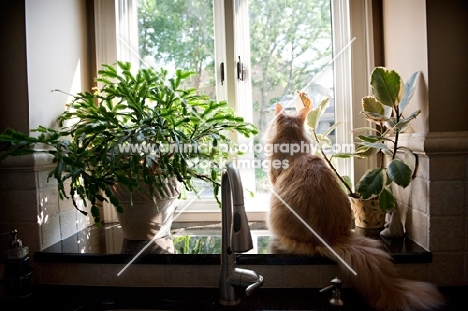 orange maine coon looking out window