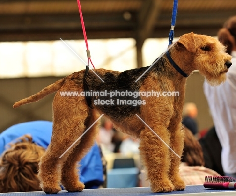 Lakeland Terrier ready to get groomed