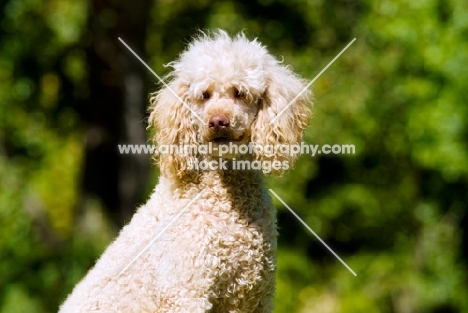 standard poodle shoulders