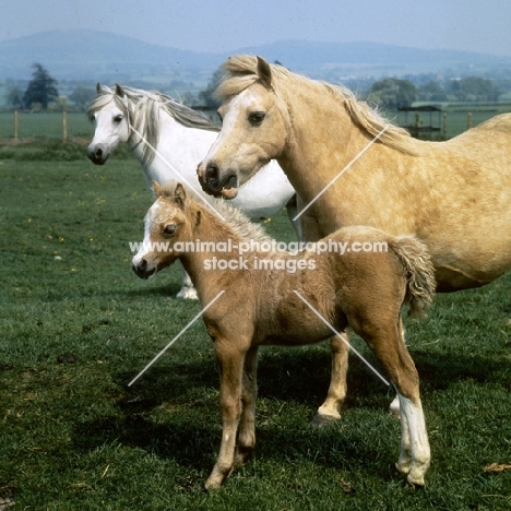 two welsh mountain ponies with a foal, watching