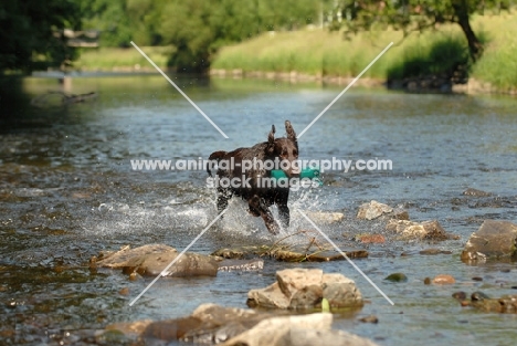 flat coated retriever dummy work